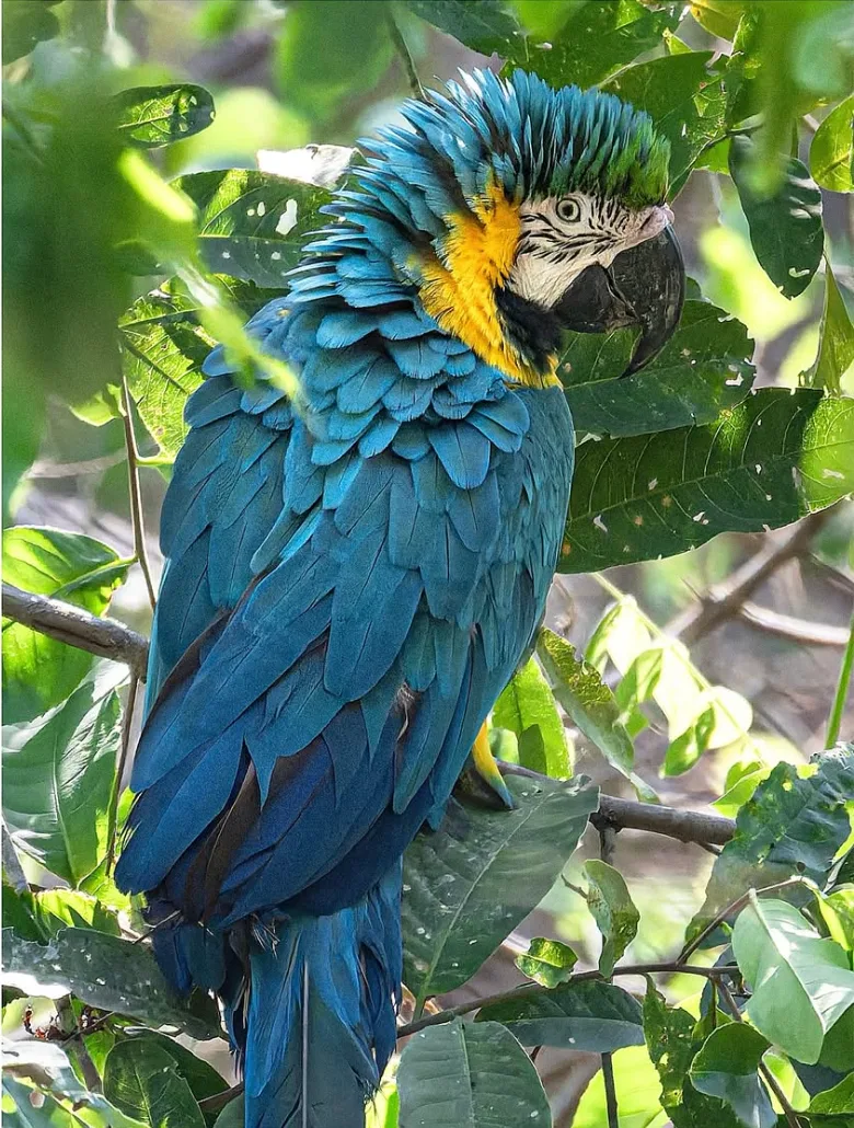 Guacamaya azul entre hojas iluminadas