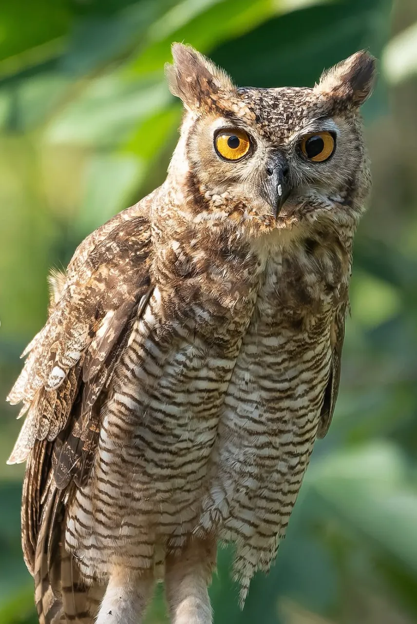 Búho de ojos amarillos posado de frente