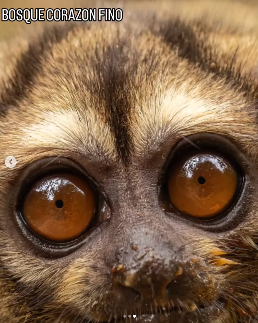 Primer plano de los ojos de un primate nocturno
