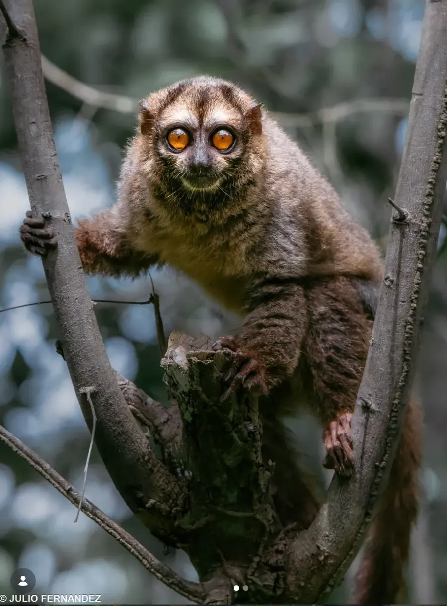 Primate de ojos grandes entre ramas