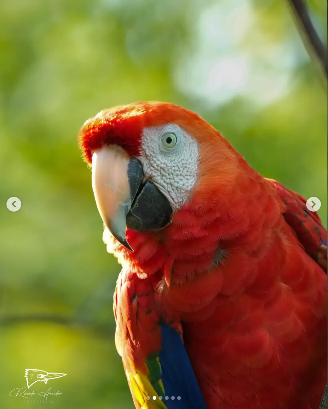 Guacamaya roja en primer plano