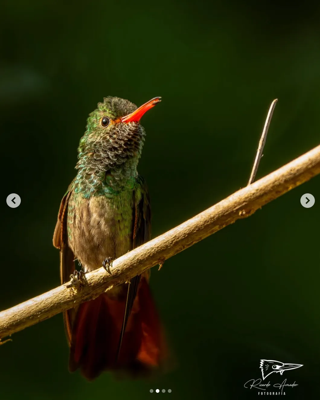 Ave pequeña de pico rojo posada en una rama
