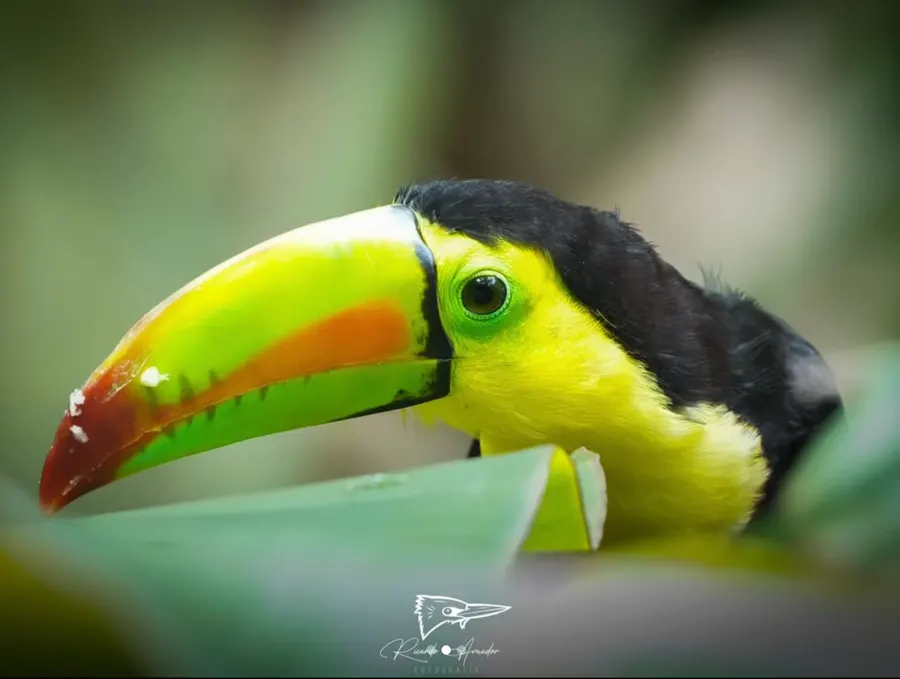 Tucán de pico verde y amarillo en primer plano