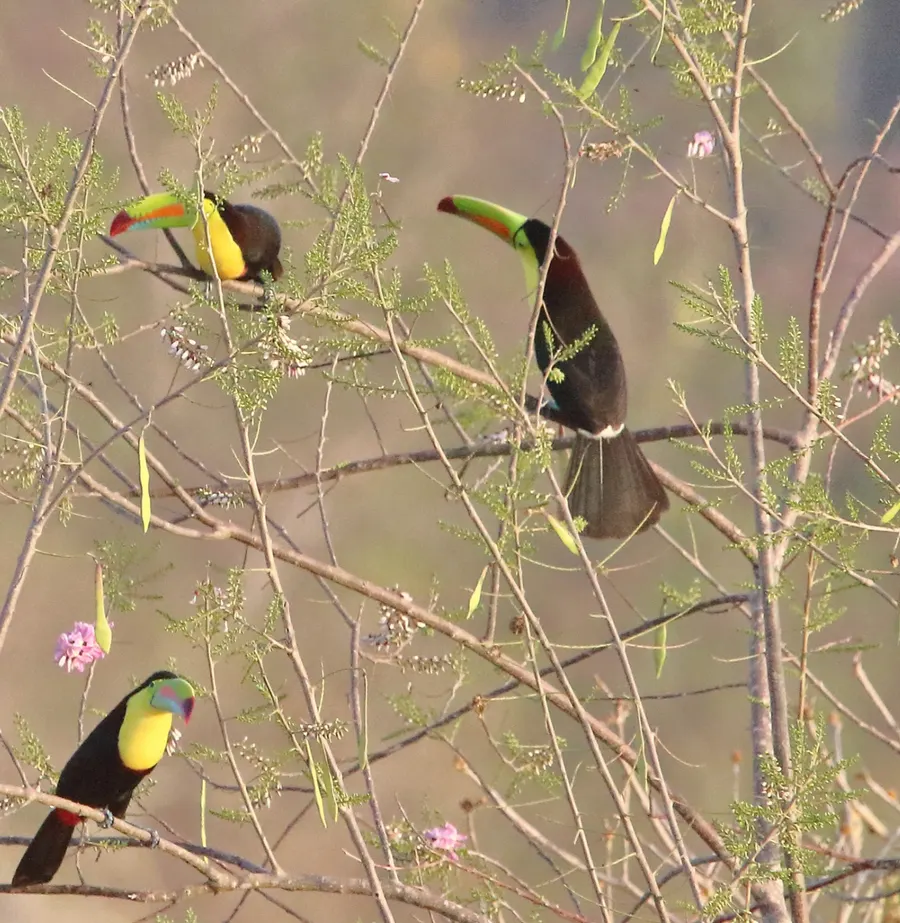 Tres tucanes posados en las ramas de un árbol