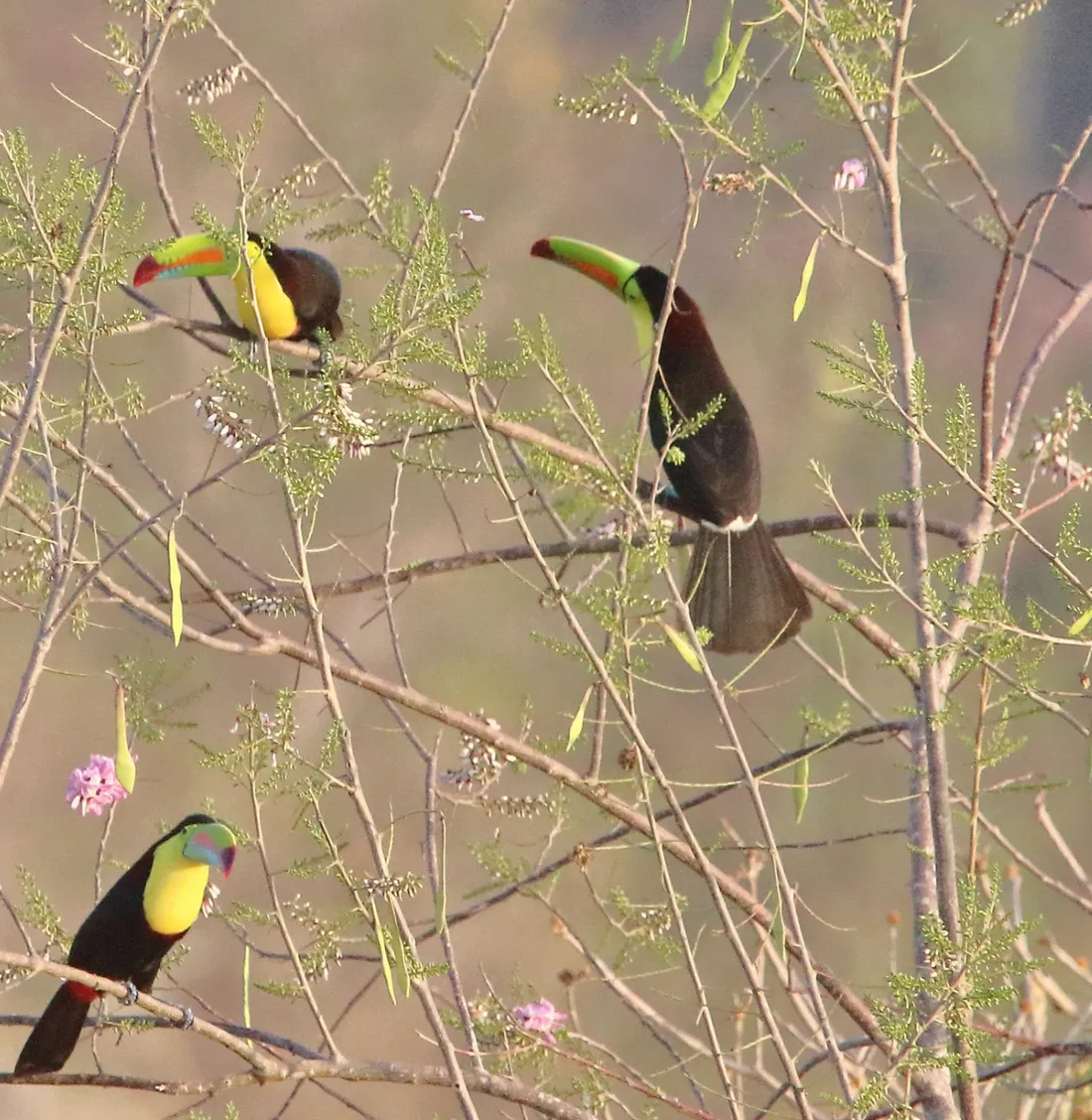 Tres tucanes posados en las ramas de un árbol
