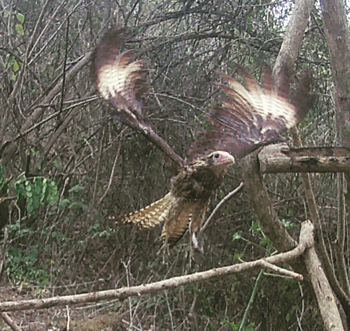 Un ave de plumaje marrón despliega sus alas entre ramas