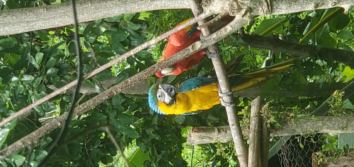 Dos guacamayas posadas entre ramas y follaje