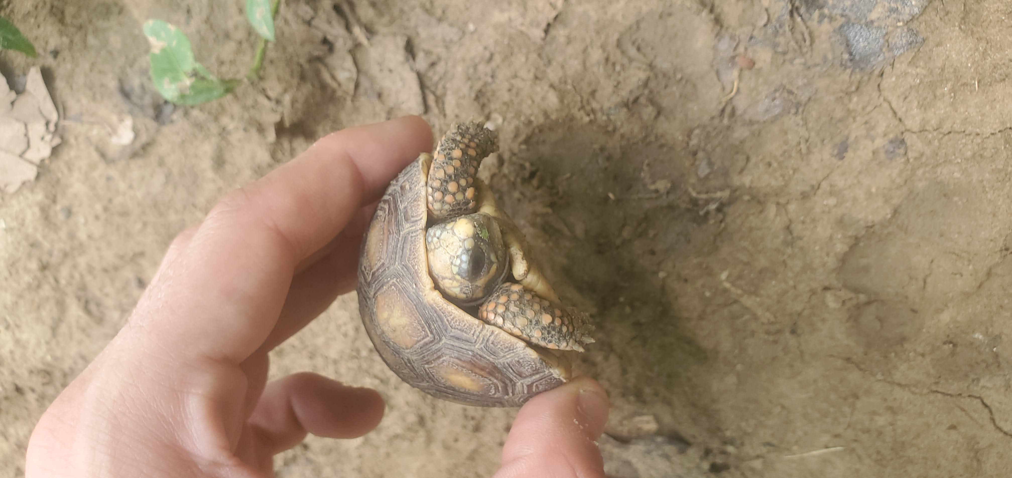Red-footed Tortoises