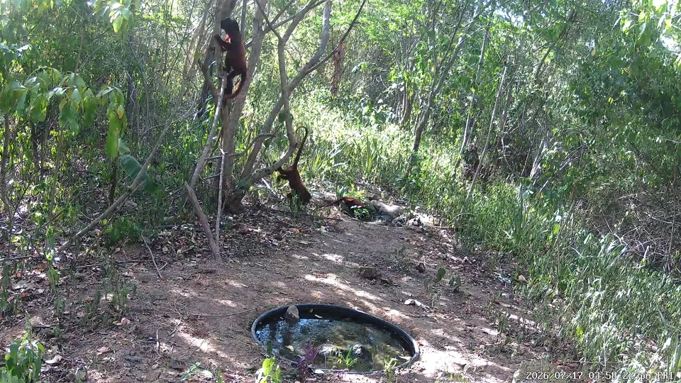 Monos aulladores