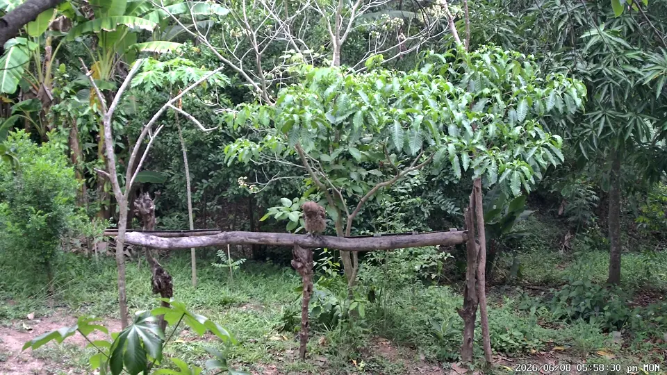 Búho