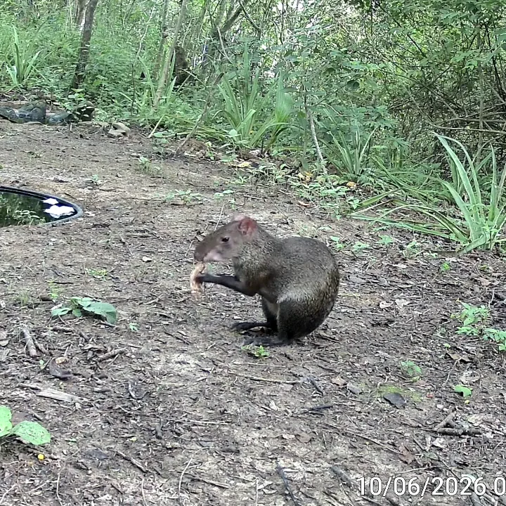 Ñeque alimentándose